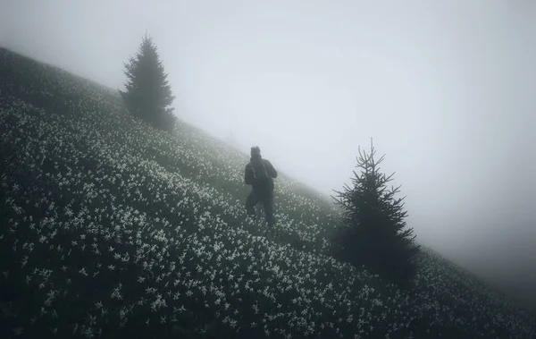 Фотографирование Нарциссов Туманный День — стоковое фото