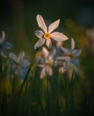 Akşam vakti nergis çiçeği tepelerdeki çayırda..