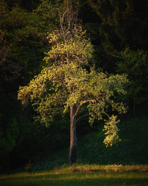 Άνθη Των Δέντρων Στις Αρχές Της Άνοιξης Στους Λόφους — Φωτογραφία Αρχείου
