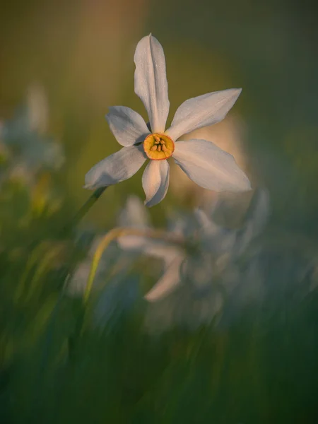 Daffodil Λουλούδι Βράδυ Φως Του Ήλιου Στο Λιβάδι Στους Λόφους — Φωτογραφία Αρχείου