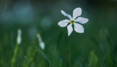 Akşam vakti nergis çiçeği tepelerdeki çayırda..