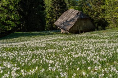 Akşam vakti nergis çiçeği tepelerdeki çayırda..