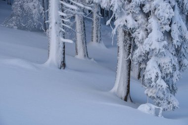 Taze kardan hemen sonra ormanda kış masalı.