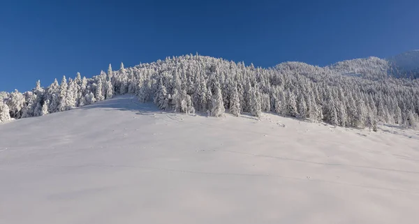 Cuento Hadas Invierno Bosque Justo Después Nieve Fresca — Foto de Stock
