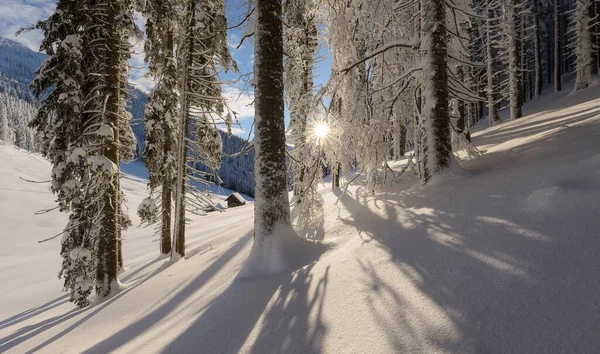 Cuento Hadas Invierno Bosque Justo Después Nieve Fresca — Foto de Stock