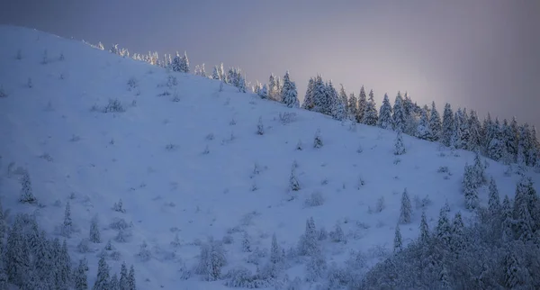 Winter Fairytale Forest Just Fresh Snow — Stock Photo, Image