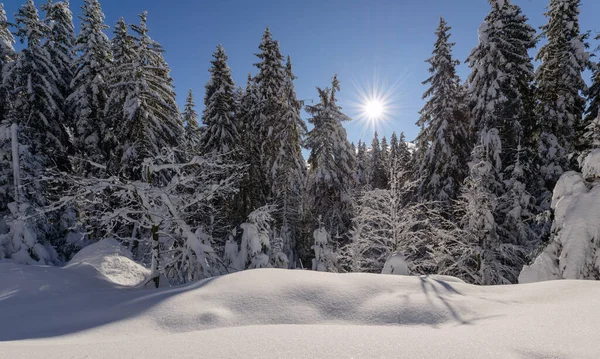 Winter Sprookje Het Bos Net Verse Sneeuw — Stockfoto