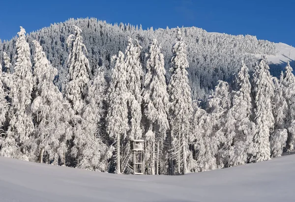 森林里的冬日童话刚刚经历了一场大雪 — 图库照片