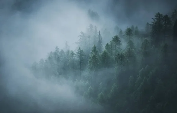 Έντονη Ανατολή Στα Βουνά Ομίχλη Στην Κοιλάδα Δάσος Κάτω Από — Φωτογραφία Αρχείου