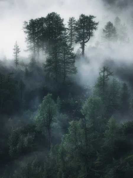 Έντονη Ανατολή Στα Βουνά Ομίχλη Στην Κοιλάδα Δάσος Κάτω Από — Φωτογραφία Αρχείου