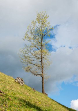 Güneşli bir günde baharın erken saatlerinde açık yeşil ağaçları gösteren güzel bir bahar..