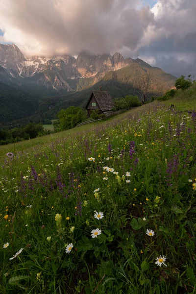 Flores Prado Las Montañas Con Una Pequeña Cabaña Paraíso —  Fotos de Stock
