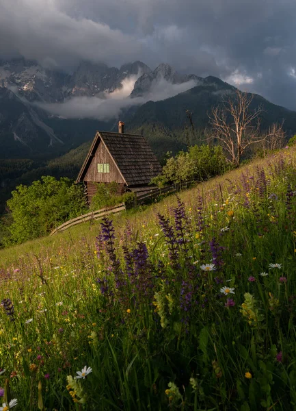 Flores Prado Nas Montanhas Com Uma Pequena Casa Campo Paraíso — Fotografia de Stock