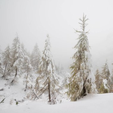 Karla kaplı ağaçlarla dağlarda kar yağıyor..
