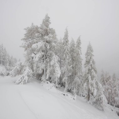 Karla kaplı ağaçlarla dağlarda kar yağıyor..
