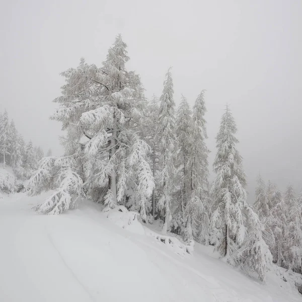 在被雪覆盖的树木覆盖的高山上打滚 — 图库照片