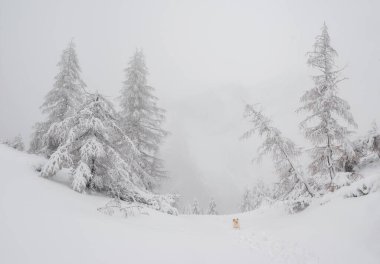Karla kaplı ağaçlarla dağlarda kar yağıyor..