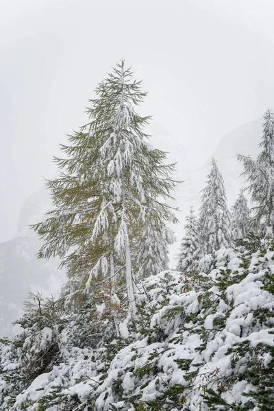 Neige Dans Les Montagnes Avec Des Arbres Couverts Neige — Photo