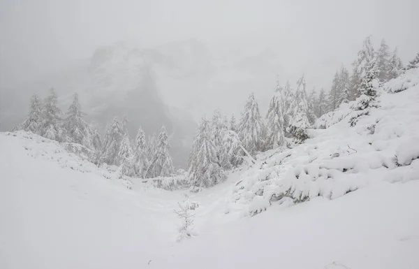 雪に覆われた木々に覆われた山の中で雪 — ストック写真