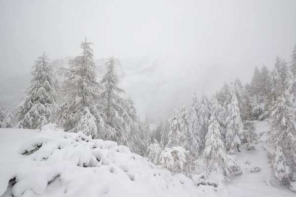 Снег Горах Деревья Покрыты Снегом — стоковое фото