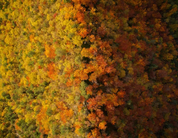 秋天的山脊上 有广阔的森林和美丽的红黄相间的树木 — 图库照片