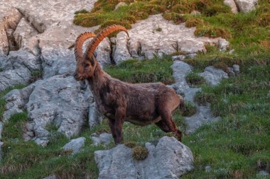 Alpine ibex in the mountains in the morning