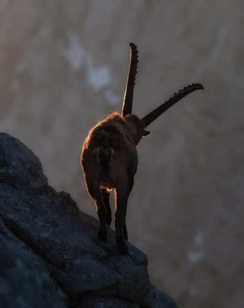 Άλπεων Ibex Στα Βουνά Πρωί Στις Julian Άλπεις — Φωτογραφία Αρχείου