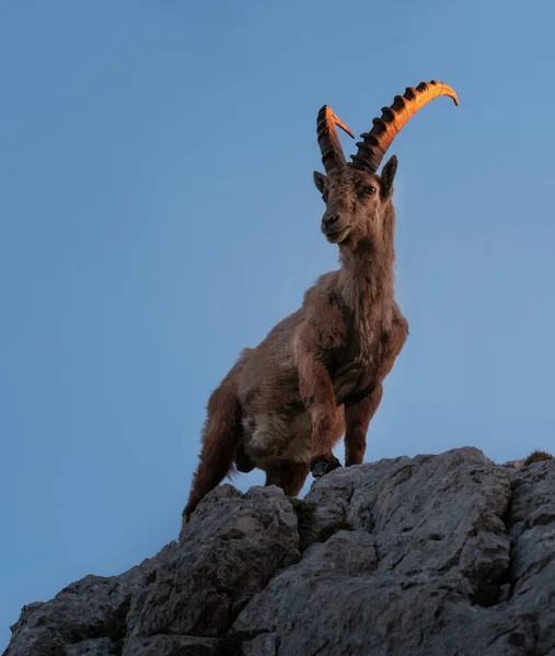 Alpin Ibex Bergen Morgonen — Stockfoto