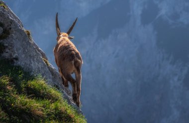 Alp dağ keçisi sabah Julian Alplerinde