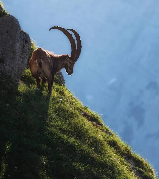 Alpský Kozorožec Horách Dopoledních Hodinách Juliánských Alpách — Stock fotografie