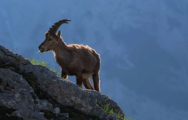 Alpejski Ibex Górach Rano Alpach Julijskich — Zdjęcie stockowe