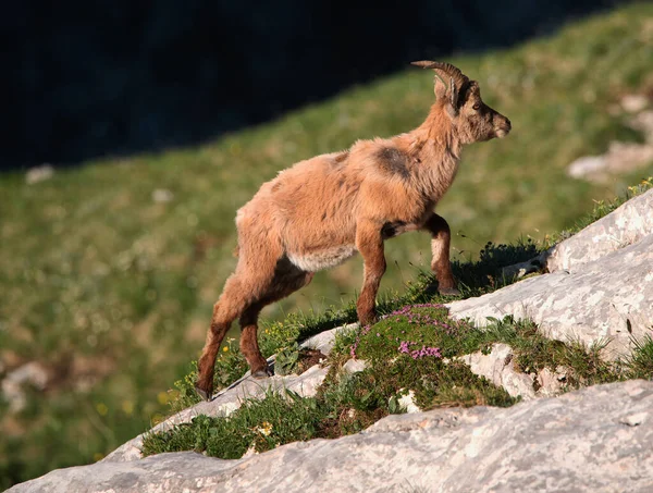 Alpin Ibex Bergen Morgonen Julian Alperna — Stockfoto