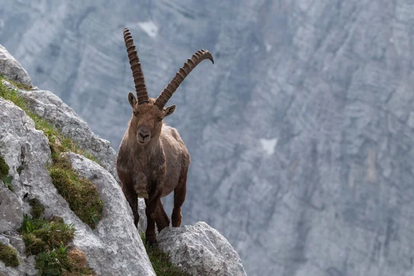 Alpský Kozorožec Horách Dopoledních Hodinách Juliánských Alpách — Stock fotografie