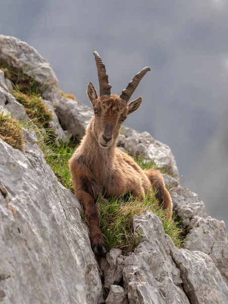 Alpin Ibex Bergen Morgonen Julian Alperna — Stockfoto