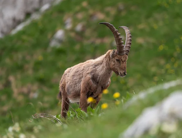 Stambecco Alpino Montagna Mattino Nelle Alpi Giulie — Foto Stock