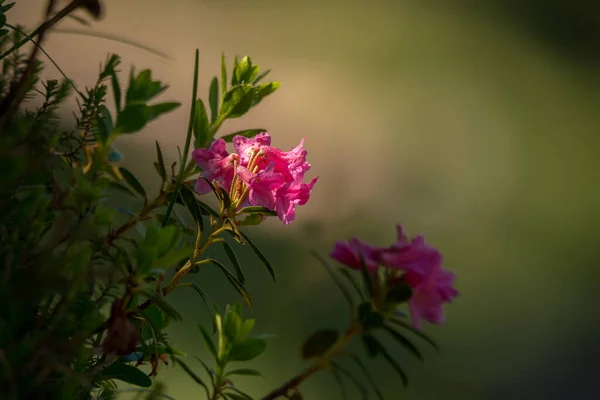 Rododendronová Květina Horách Italských Dolomit — Stock fotografie