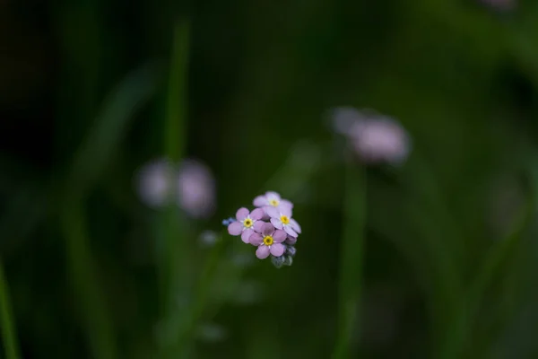 Scorpion Grasses Flower Meadows Garden — Stock Photo, Image