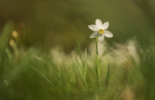 Narzissenblüte Der Natur Frühen Morgen — Stockfoto
