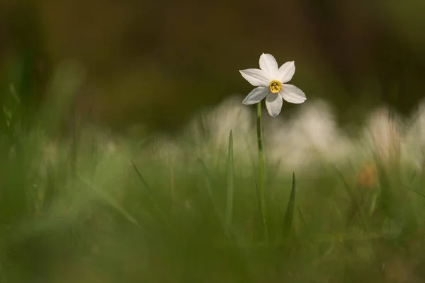 Daffodil Floare Natură Dimineața Devreme — Fotografie, imagine de stoc