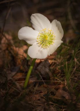 Bahar ormanında Helleborus Nijer Çiçeği