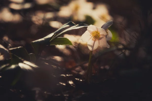 Helleborus Niger Blüht Frühlingswald — Stockfoto