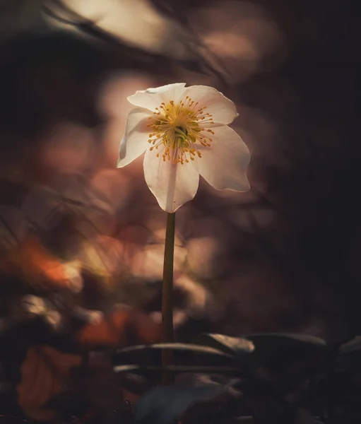 Helleborus Niger Λουλούδι Στο Δάσος Άνοιξη — Φωτογραφία Αρχείου