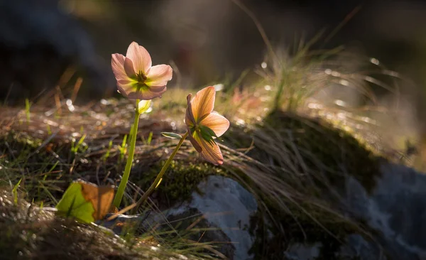 Helleborus Niger Kwiat Wiosennym Lesie — Zdjęcie stockowe