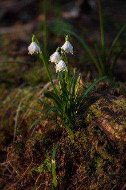 Bahar ormanında kar damlası çiçeği