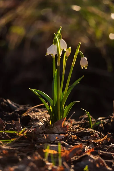 Schneeglöckchen Blume Frühlingswald — Stockfoto