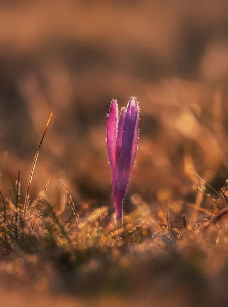 Tavaszi Crocus Kora Tavasszal — Stock Fotó