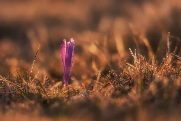 Wiosenny Krokus Wczesnym Wiosennym Rankiem — Zdjęcie stockowe