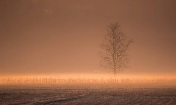 田舎の朝の秋の霧 — ストック写真