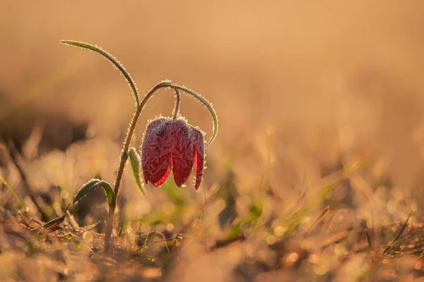 Snake Head Flower Morning Frost — Stock Photo, Image