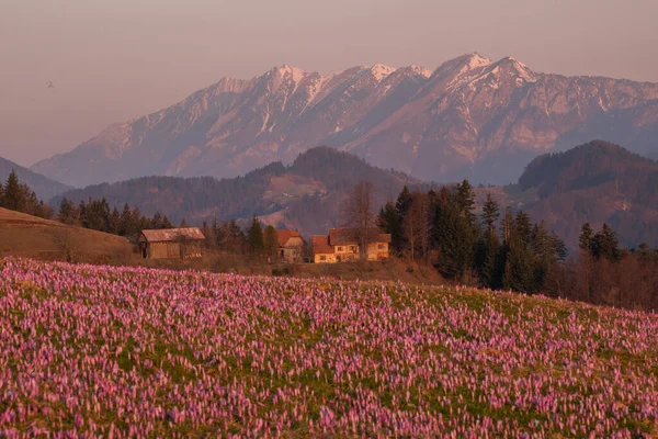 Spring Crocuses Fields Mountains — Stock Photo, Image